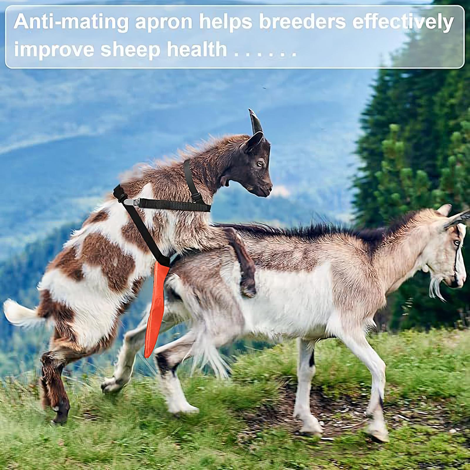 Фартук против разведения для овец, овечьей юбки, контроль козла, против спаривания с регулируемым ремешком, товары для здоровья скота для фермы