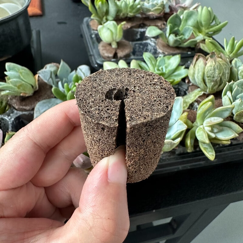 Rapid Rooting Succulent Plant Bulbs Cultivation Stand Echeveria Agavoides Lemaire Soilless Nature Plants Flowers Seedling Soil