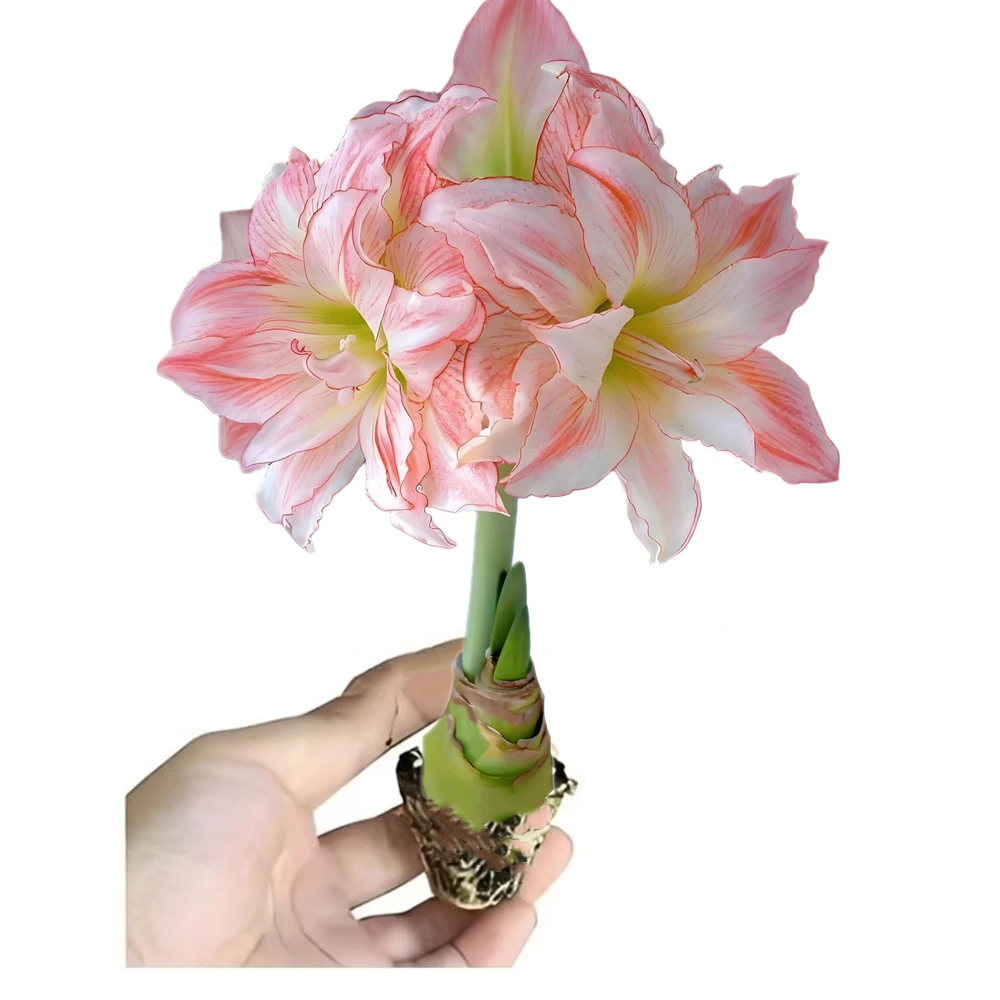 Perfume Hippeastrum Bulbs Bracket Cultivation Blocks Amaryllis Flowers Soilless Nature Plants Bonsai Seedling Rack 2Pcs