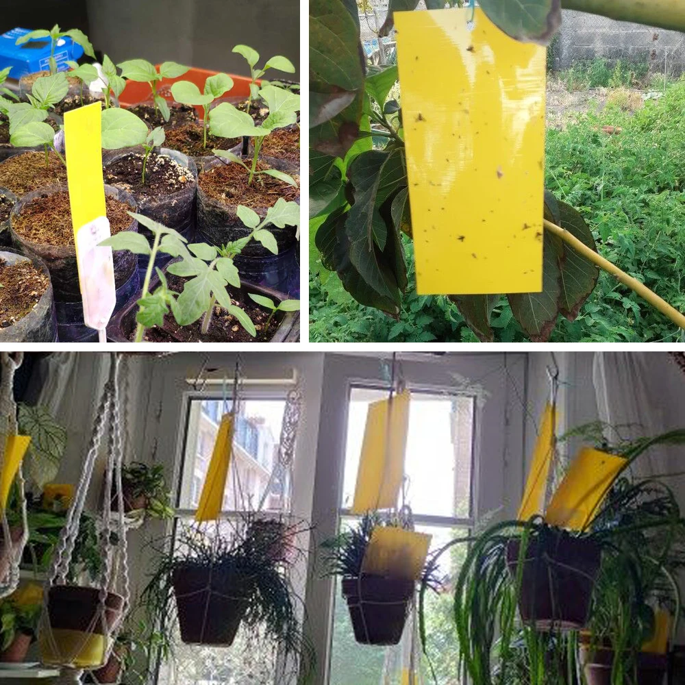 30/50 pièces jaune Double face insectes volants attraper contrôle autocollant insectes colle panneau collant piège pour serre maison jardin