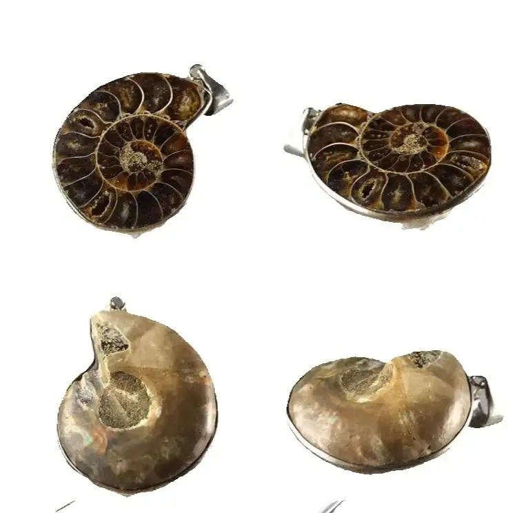 LIONTIN Cangkang AMMONITE Alami