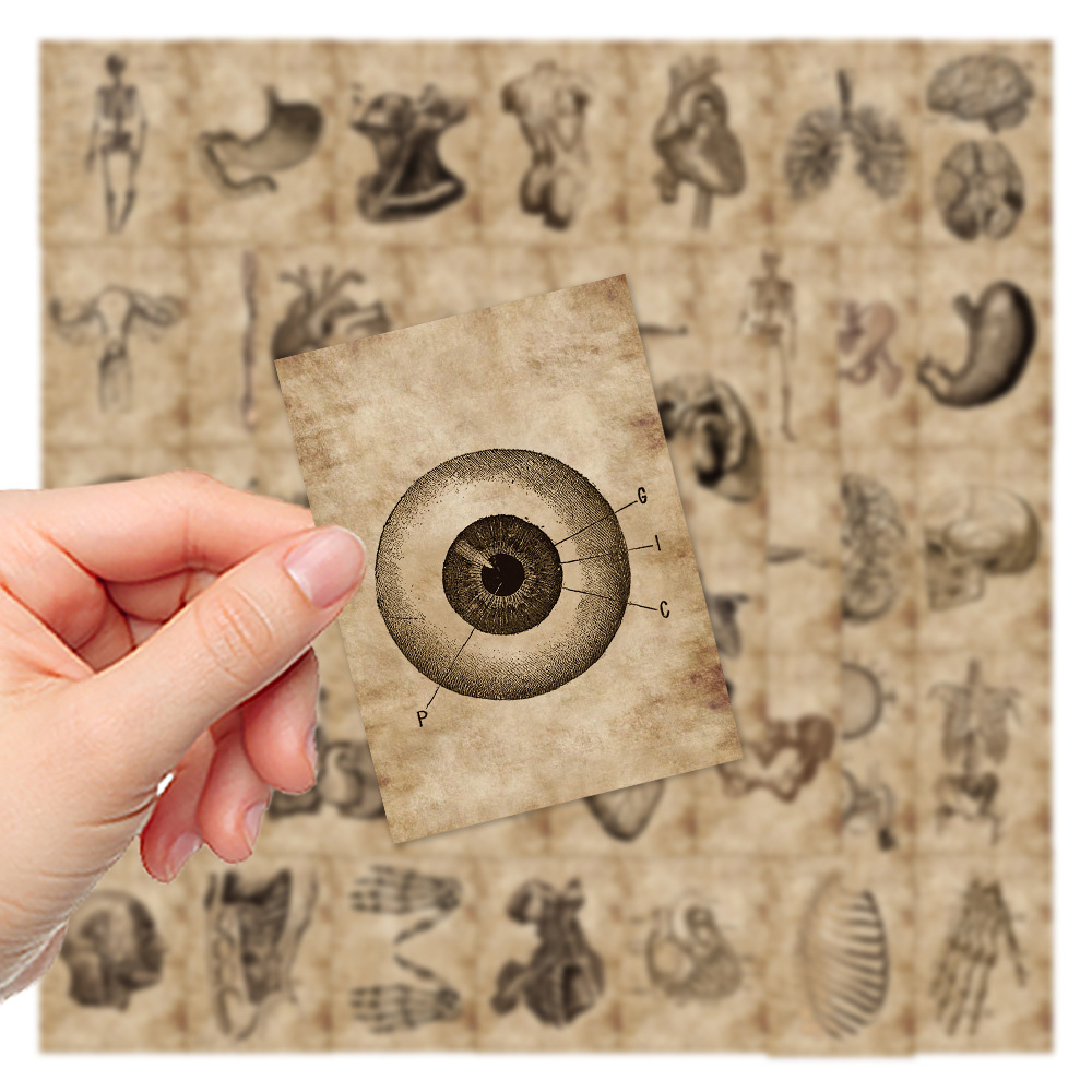 10/30/56 pçs anatomia e fisiologia a estrutura do corpo adesivos pvc brinquedo à prova dwaterproof água graffiti esqueleto adesivos para decalques de bagagem