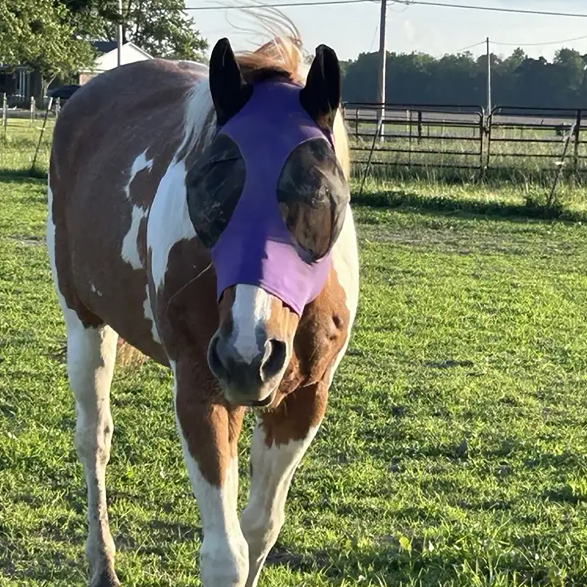 ‌ Máscara de mosca de cavalo com proteção UV malha respirável ajustável para andar de equipamento equestre leve ao ar livre