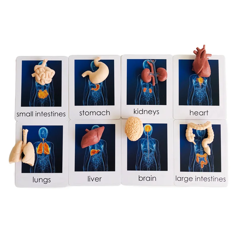 Montessori Language Materials Models of Human Ogran/ Handware Tool/ Instrument/ Flower W/ 3-Part Cards Kids Learning Resources
