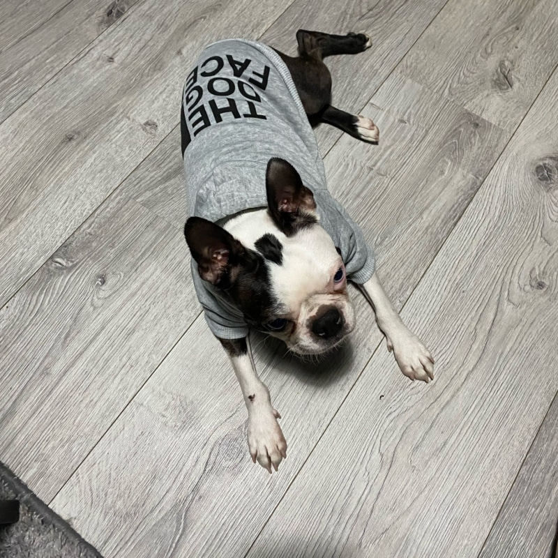 Sudadera con capucha para perros pequeños y grandes, abrigo de viento con cara de perro, chaqueta de Bulldog Francés, ropa cálida