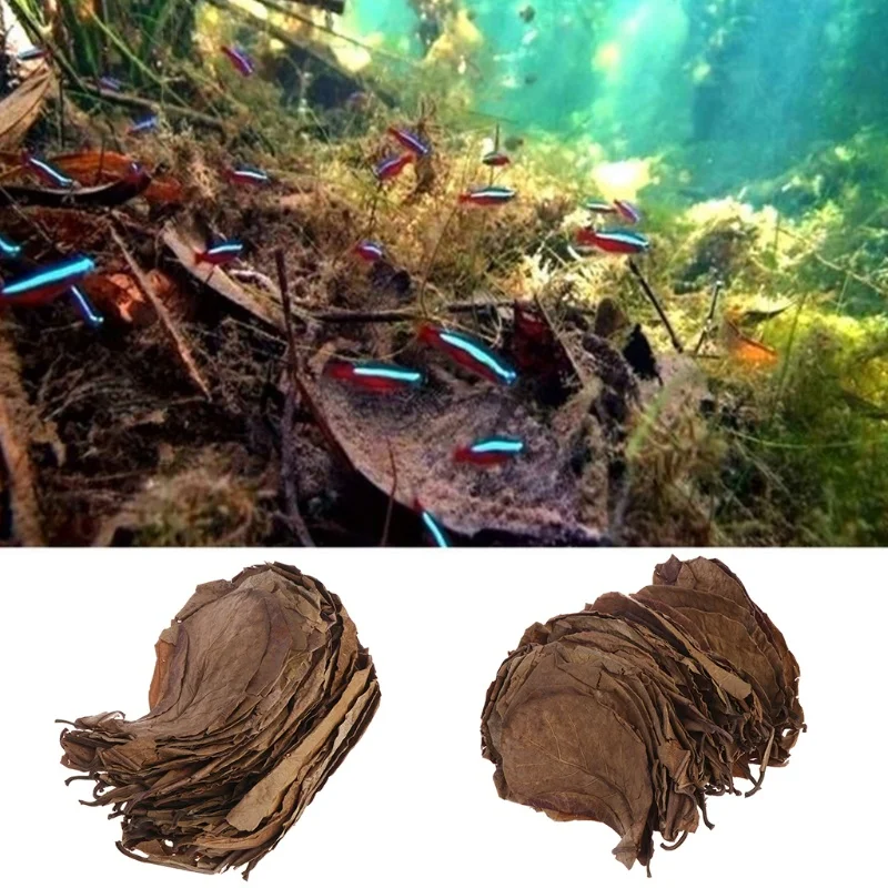 10/20 piezas Terminalia Natural Catappa hojas tratamiento de limpieza filtro de tanque de peces acuario Foetida hojas camarones bagre amor