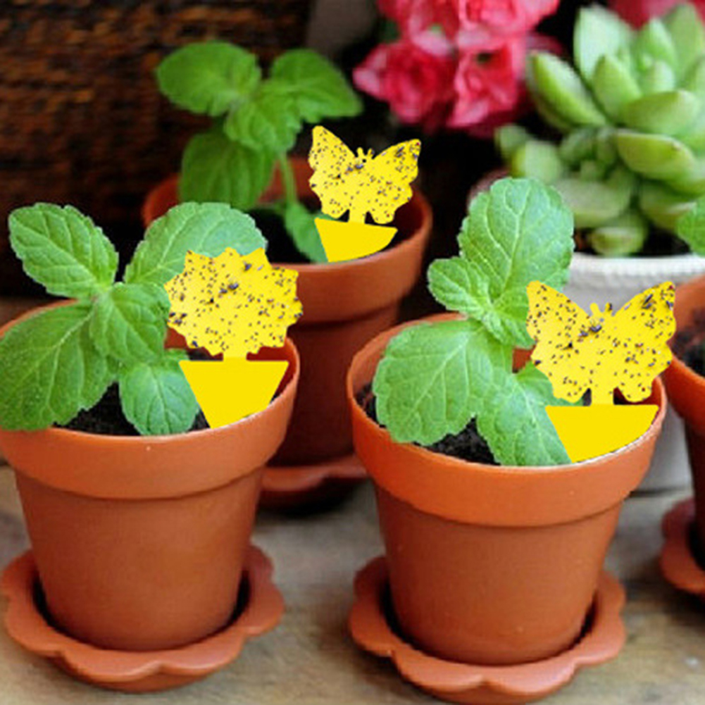 50-10Pcs Sticky Traps Fruit Fly Trap Yellow Sticky Bug Trap for Indoor Outdoor Use Insect Pest Control Garden Strong Glue Plant