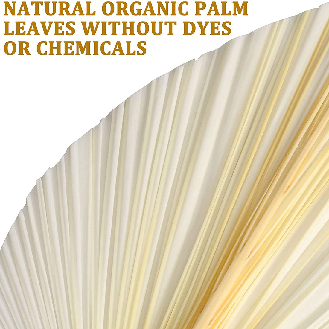 Große weiße getrocknete Palmblätter-Premium-Qualität-3 Stück elegant modern & Hochzeits dekor-Wand kunst