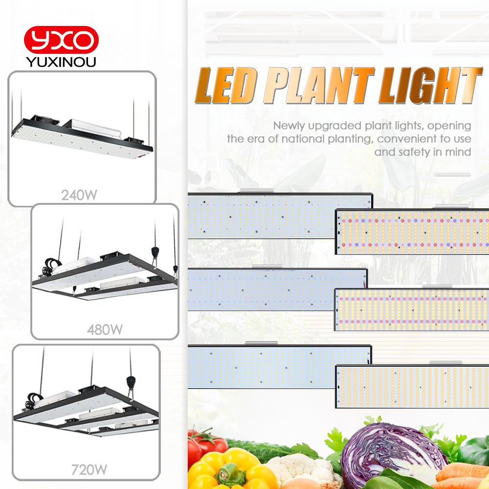 Samsung LM301h LED Grow Phytolamp Vollspektrum-LED-Wachstumslichter 240 W 480 W 720 W Wachstumslicht für Gemüseblumensämlinge im Innenbereich