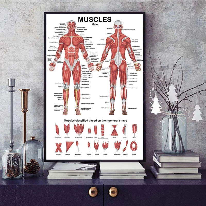 Professional มนุษย์กล้ามเนื้อระบบกายวิภาคแผนภูมิกล้ามเนื้อมนุษย์ Anatomy โปสเตอร์เพื่อการศึกษา Lecture 19.69 ''x 27.56''