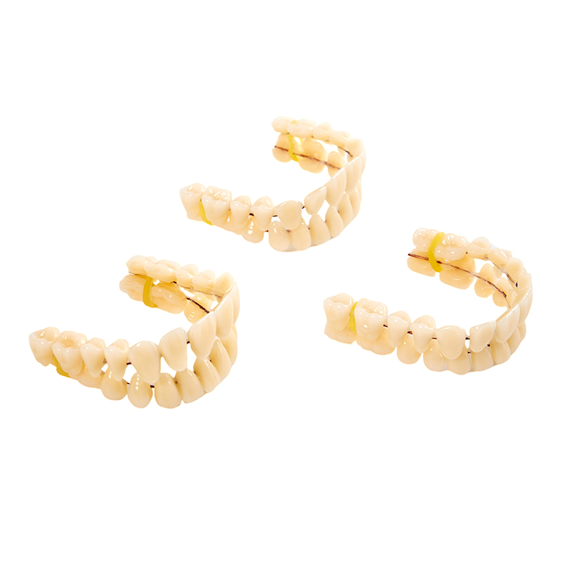 28Pcs Tooth/Set Universal Resin False Teeth Resin Model Durable Dentures Dental Material Teeth Teaching Model Dedicated Teeth