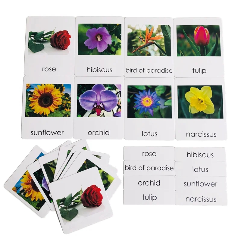Montessori Language Materials Models of Human Ogran/ Handware Tool/ Instrument/ Flower W/ 3-Part Cards Kids Learning Resources