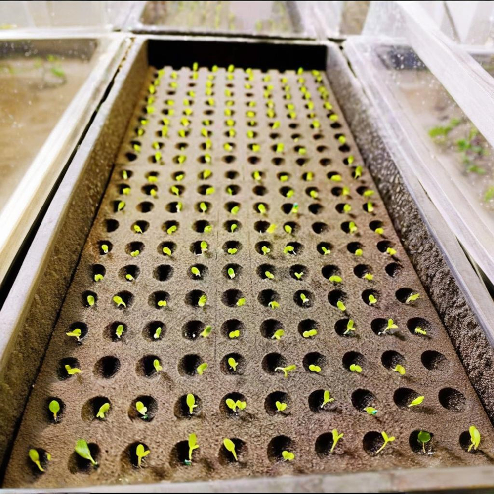 Hippeastrum Vittatum Rapid Rooting Sprouting Amaryllis Flower Bulbs Cultivation Blocks Soilless Nature Plants Bracket 2Pcs