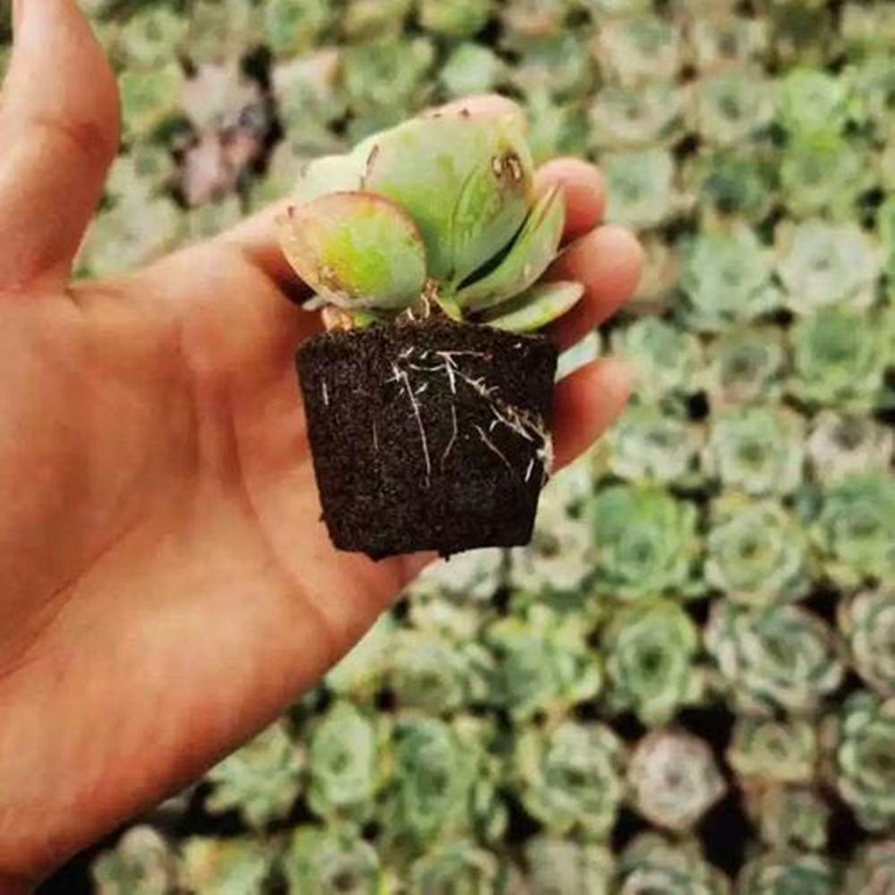 Rapid Rooting Succulent Plant Bulbs Cultivation Stand Echeveria Agavoides Lemaire Soilless Nature Plants Flowers Seedling Soil