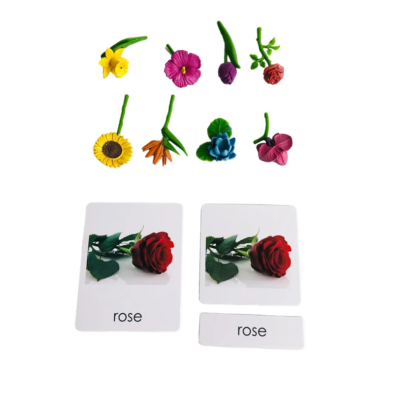 Montessori Language Materials Models of Human Ogran/ Handware Tool/ Instrument/ Flower W/ 3-Part Cards Kids Learning Resources