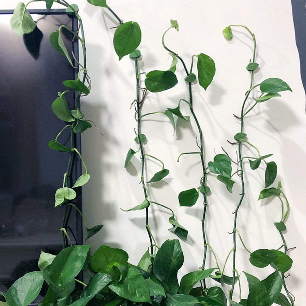 10/20/30 Uds planta trepadora fijador de pared tipo hoja planta verde dispositivo de fijación Invisible Clip de vid sujetador Snap tracción forma