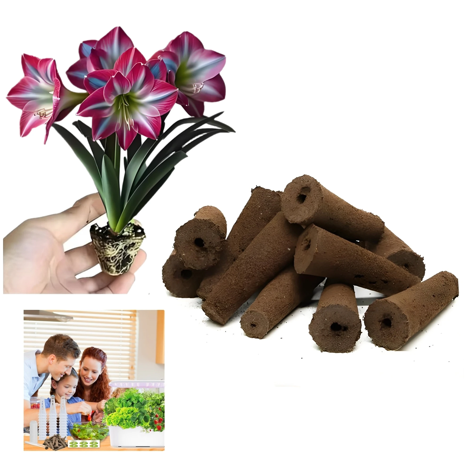 Dance Queen Hippeastrum Rooting Sprouting Double Dreams Amaryllis ดอกไม้หลอดไฟเมล็ดวงเล็บธรรมชาติพืช FIXED CLAMP 2 PCS
