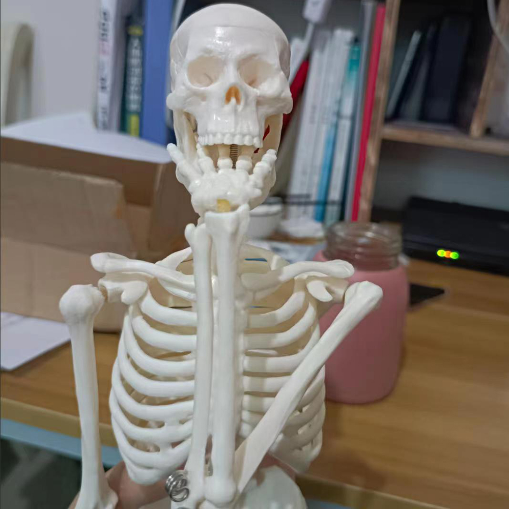 PVC 45cm 성인 인간 해골 모델 해부학 마네킹 전신 척추 뼈 표본 과학 의료 교육 용품 모델