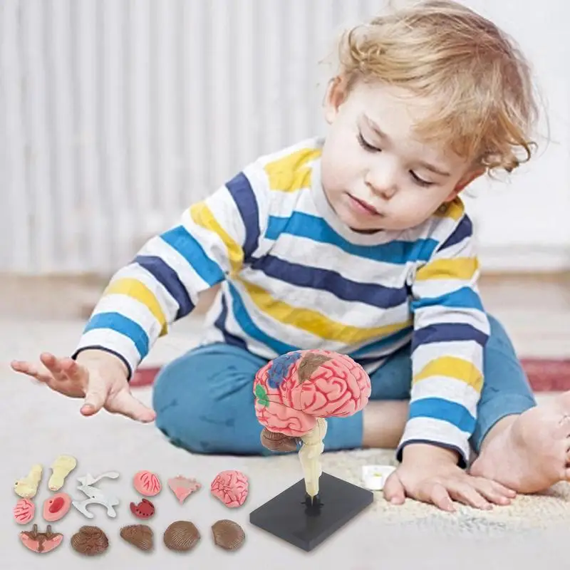 3D Brain Model Teaching Med Model Anatomical Model With Display Base Color-Coded Artery Brain DIY Teaching Anatomy Model For