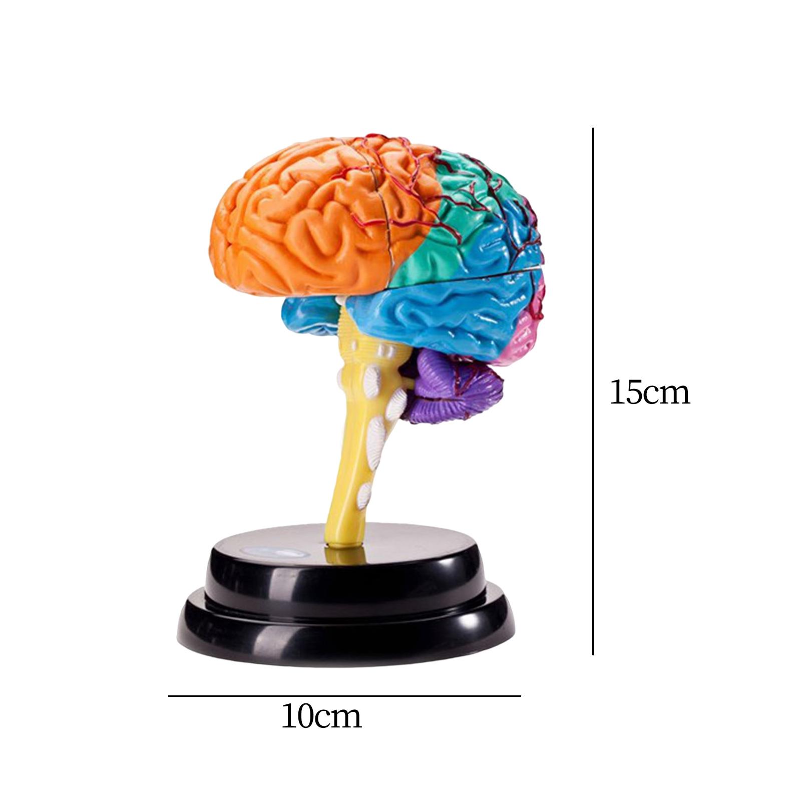 สมองมนุษย์รุ่น Anatomy เครื่องมือฟังก์ชั่นสมองของเล่นเพื่อการศึกษา Anatomical Model สําหรับโรงเรียนการสอน Office ที่ถูกต้อง