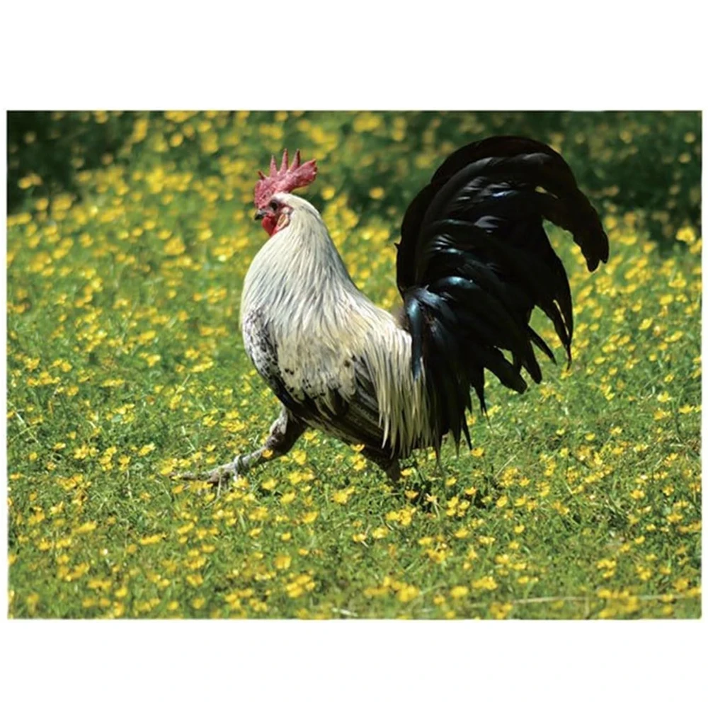 ปฏิทินไก่ใหญ่ปี 2025, การถ่ายภาพสัตว์ป่าที่สดใส, ปฏิทินติดผนัง 12 เดือน, ของตกแต่งบ้านสํานักงาน, ผู้ที่ชื่นชอบสัตว์, กระดาษ, E