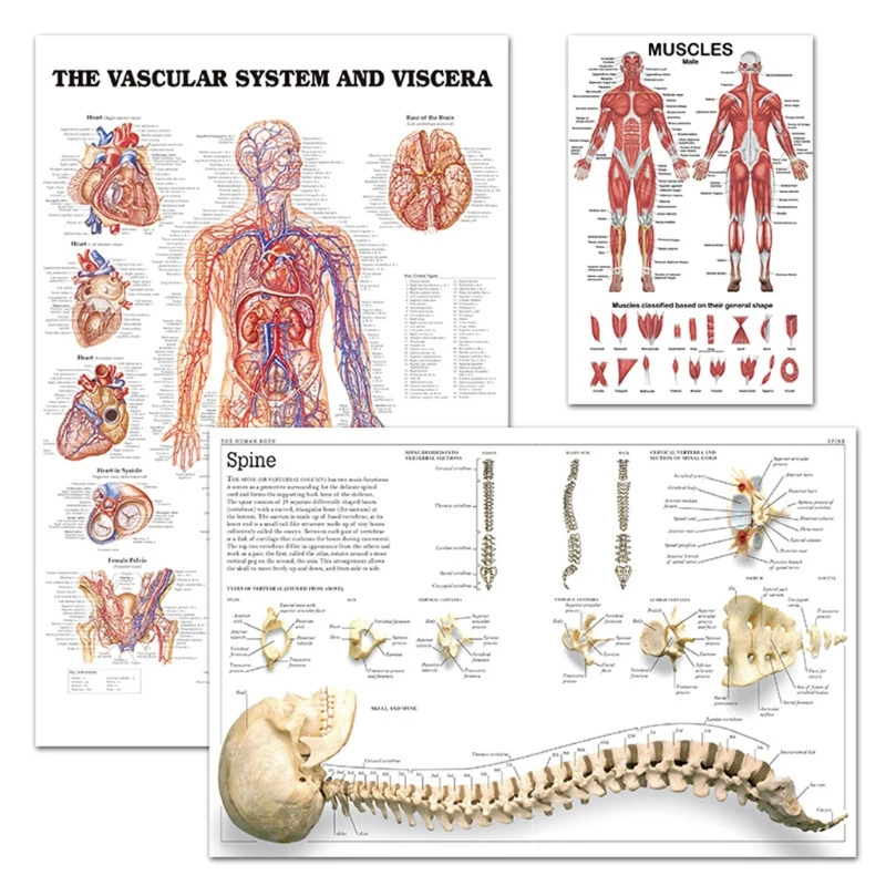 Professional มนุษย์กล้ามเนื้อระบบกายวิภาคแผนภูมิกล้ามเนื้อมนุษย์ Anatomy โปสเตอร์เพื่อการศึกษา Lecture 19.69 ''x 27.56''