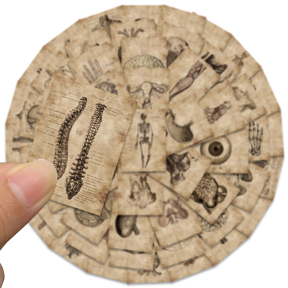 56 pçs criativo anatomia humana fisiologia coração crânio órgãos internos adesivo esqueleto graffiti adesivos bagagem portátil adesivo