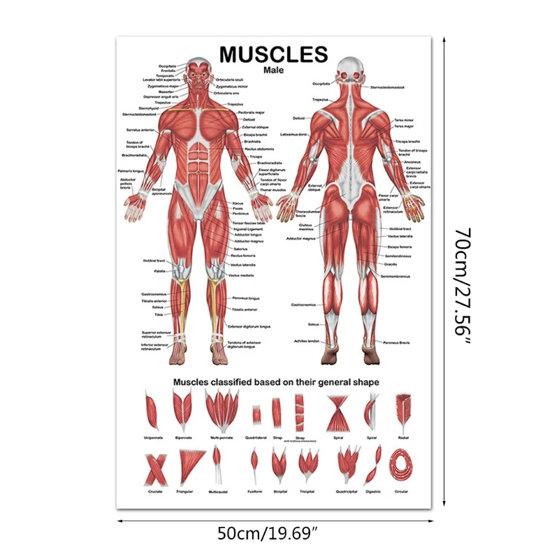 Professional มนุษย์กล้ามเนื้อระบบกายวิภาคแผนภูมิกล้ามเนื้อมนุษย์ Anatomy โปสเตอร์เพื่อการศึกษา Lecture 19.69 ''x 27.56''