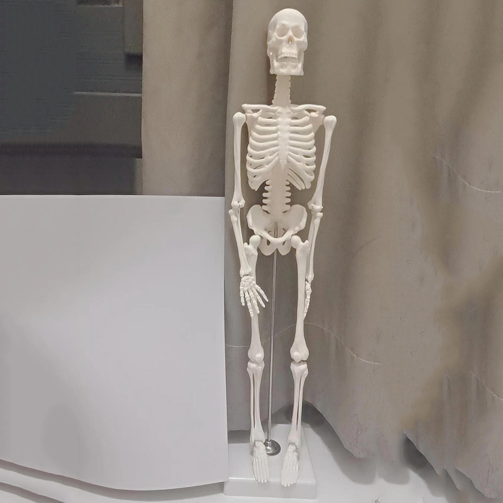 PVC 45cm 성인 인간 해골 모델 해부학 마네킹 전신 척추 뼈 표본 과학 의료 교육 용품 모델