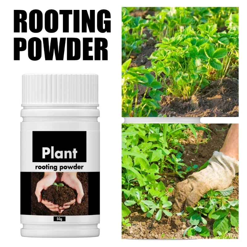 Cây bột ra rễ nhanh Tác nhân tạo rễ nhanh bằng nội tiết tố Cây con phát triển rễ