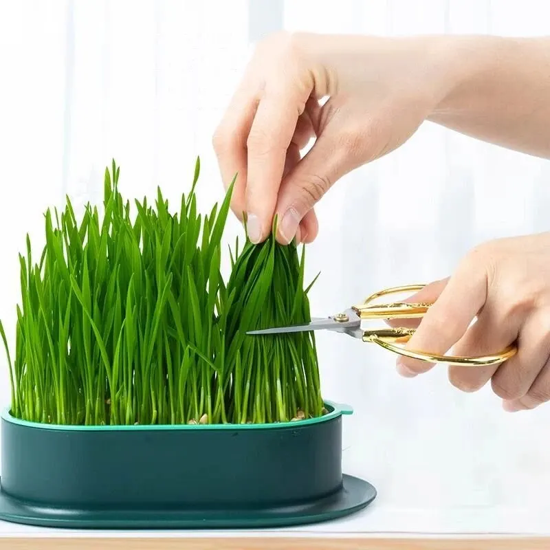 ใหม่สัตว์เลี้ยงแมว Sprout จานปลูกหม้อพืช Hydroponic แมวหญ้าการงอกการย่อยอาหาร Starter จานเรือนกระจก Grow กล่อง