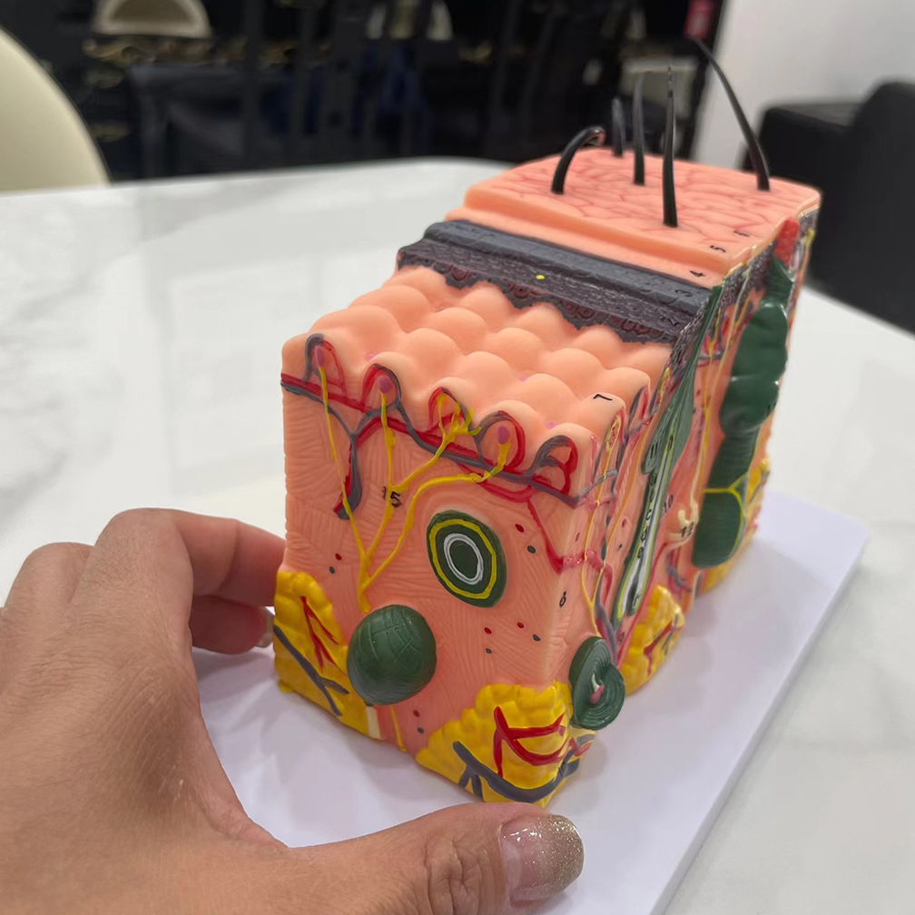 50X 35X Human Skin and Hair Structure Enlarge Model Skin Layer Structure Model Skin Structure Anatomy Cosmetic Training Tools