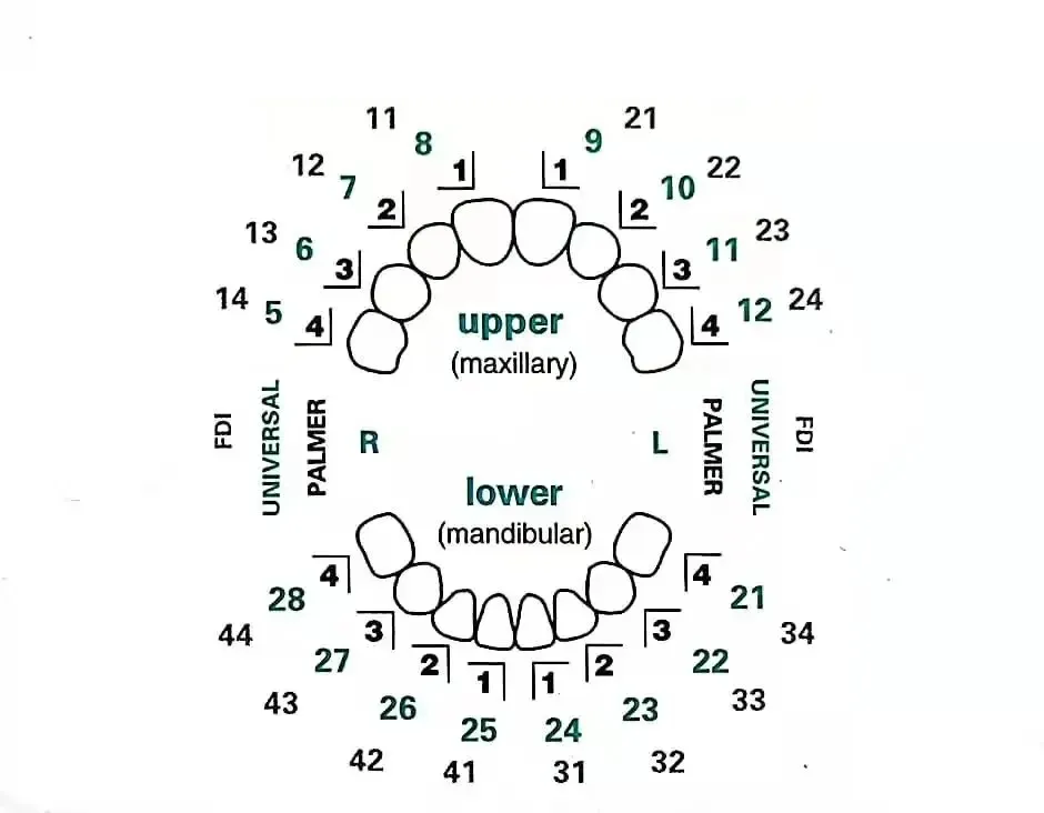 32 ชิ้น/เซ็ตทันตกรรมชุดแม่พิมพ์สําหรับเรซินคอมโพสิตวีเนียร์ Light Cure บรรจุด้านหน้าฟันฟันไวท์เทนนิ่งทันตกรรม Lab เครื่องมือ