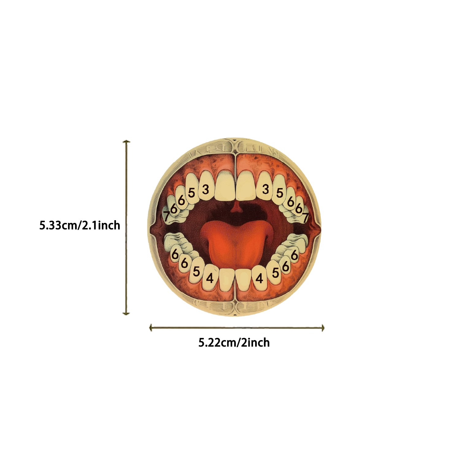 レトロな科学解剖学ステッカー 50 枚 防水 PVC デカール ラップトップ スクラップブック ギター 電話など用