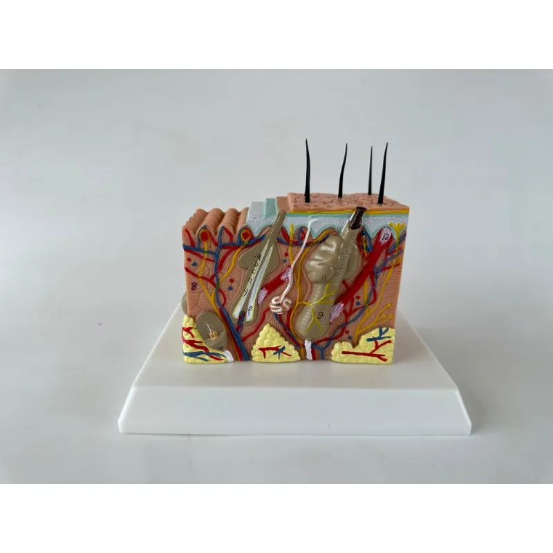 Human Skin and Hair Structure Enlarge Model Skin Layer Structure Model skin structure anatomy cosmetic training