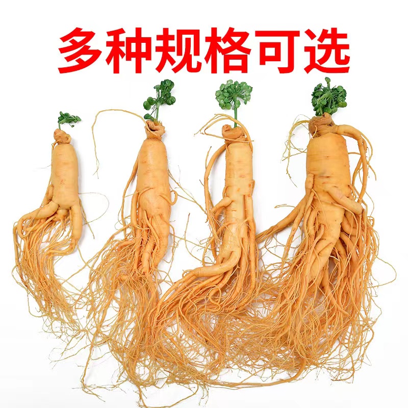 High-quality Changbai Mountain Understory Mountain Ginseng Simulation Ginseng Model Home Ornament
