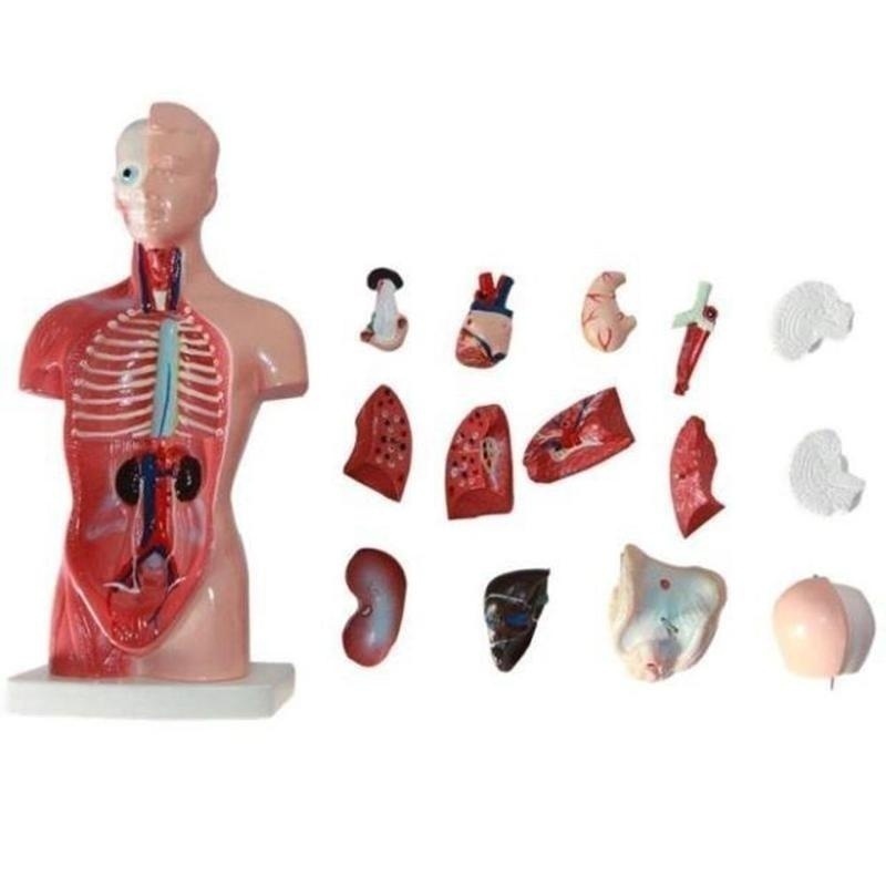 28cm Human Torso Body Model Anatomy Anatomical Heart Brain Skeleton Medical Internal Organs Kids Teaching Learning Supplies