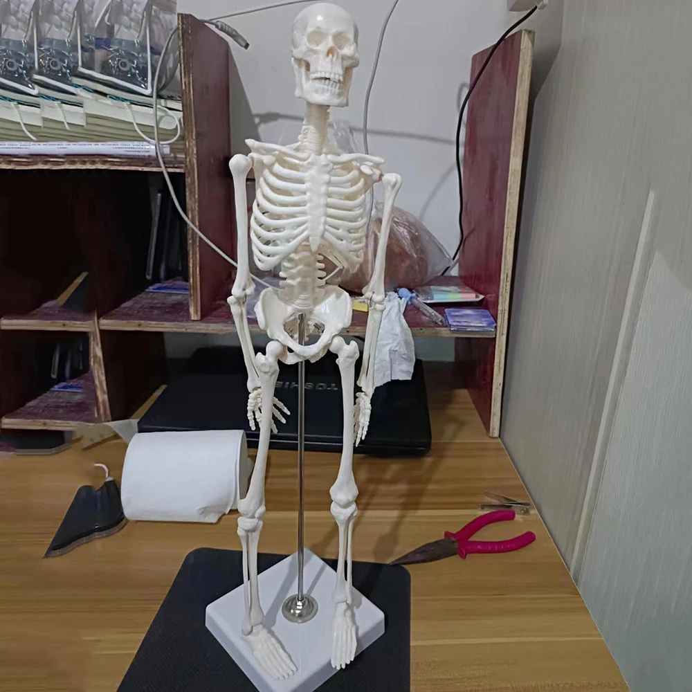 PVC 45cm 성인 인간 해골 모델 해부학 마네킹 전신 척추 뼈 표본 과학 의료 교육 용품 모델