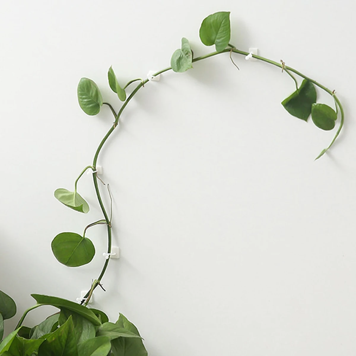 10 pz- Casa Giardino Pianta Arrampicata Apparecchio A Parete Pinze Rattan Vite Fixer Autoadesiva Pianta Arrampicata Parete Fissa Fibbia Gancio