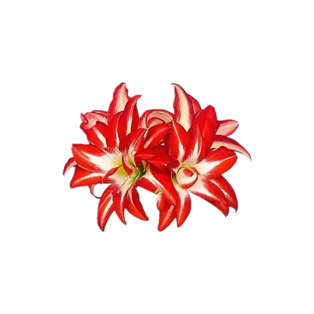 Hippeastrum Rooting Sprouting Amaryllis Flower Bulbs Seeding Cultivation Blocks Soilless Nature Plants Fixed Clamp Bracket 2Pcs