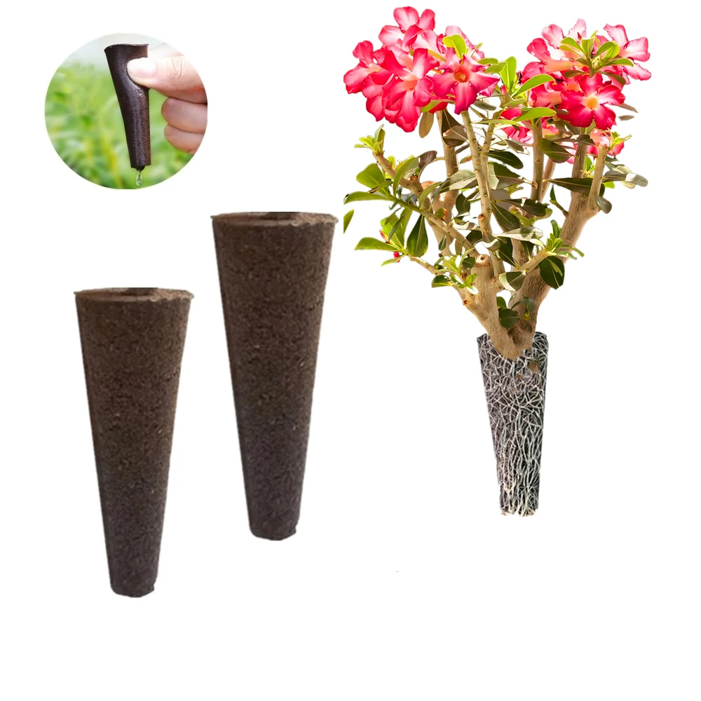 การเพาะปลูกพืชวงเล็บ Desert Rose SEED Rooting Sprouting ชุด Adenium Obesum หลอดไฟ Soilless ปลูกฝัง Care ฟองน้ํา 2 PCS