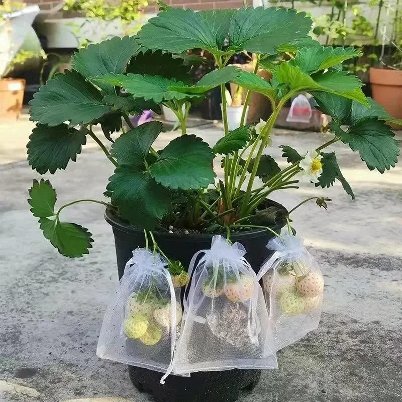 ผลไม้ป้องกันกระเป๋า Anti-BIRD Garden ตาข่ายกระเป๋าสตรอเบอร์รี่องุ่นตาข่ายกระเป๋า Plante ผักตาข่ายสวนเครื่องมือ