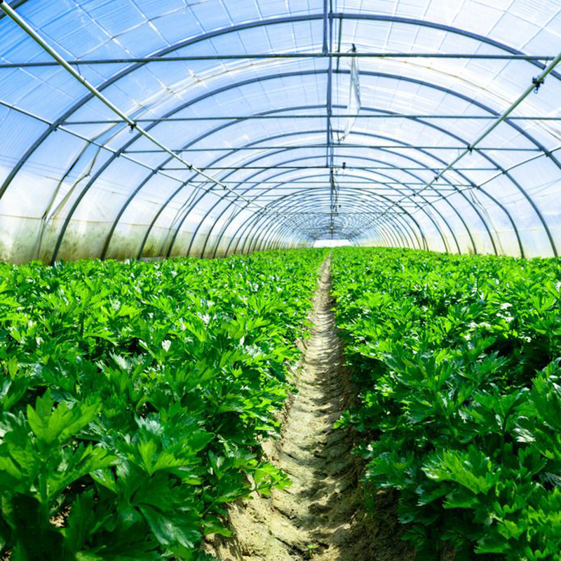 Vật Có Điều Hòa Sinh Trưởng 2-Methoxy-5-Nitrophenol Natri 5-Nitroguaiacolate Natrium Nitropenolate Muối Vật Có Phân Bón