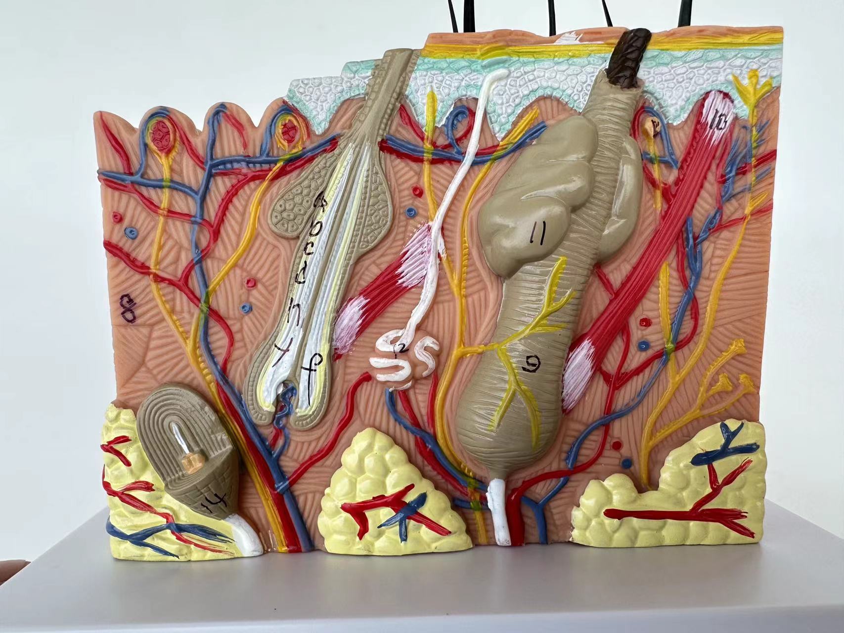 Human Skin and Hair Structure Enlarge Model Skin Layer Structure Model skin structure anatomy cosmetic training