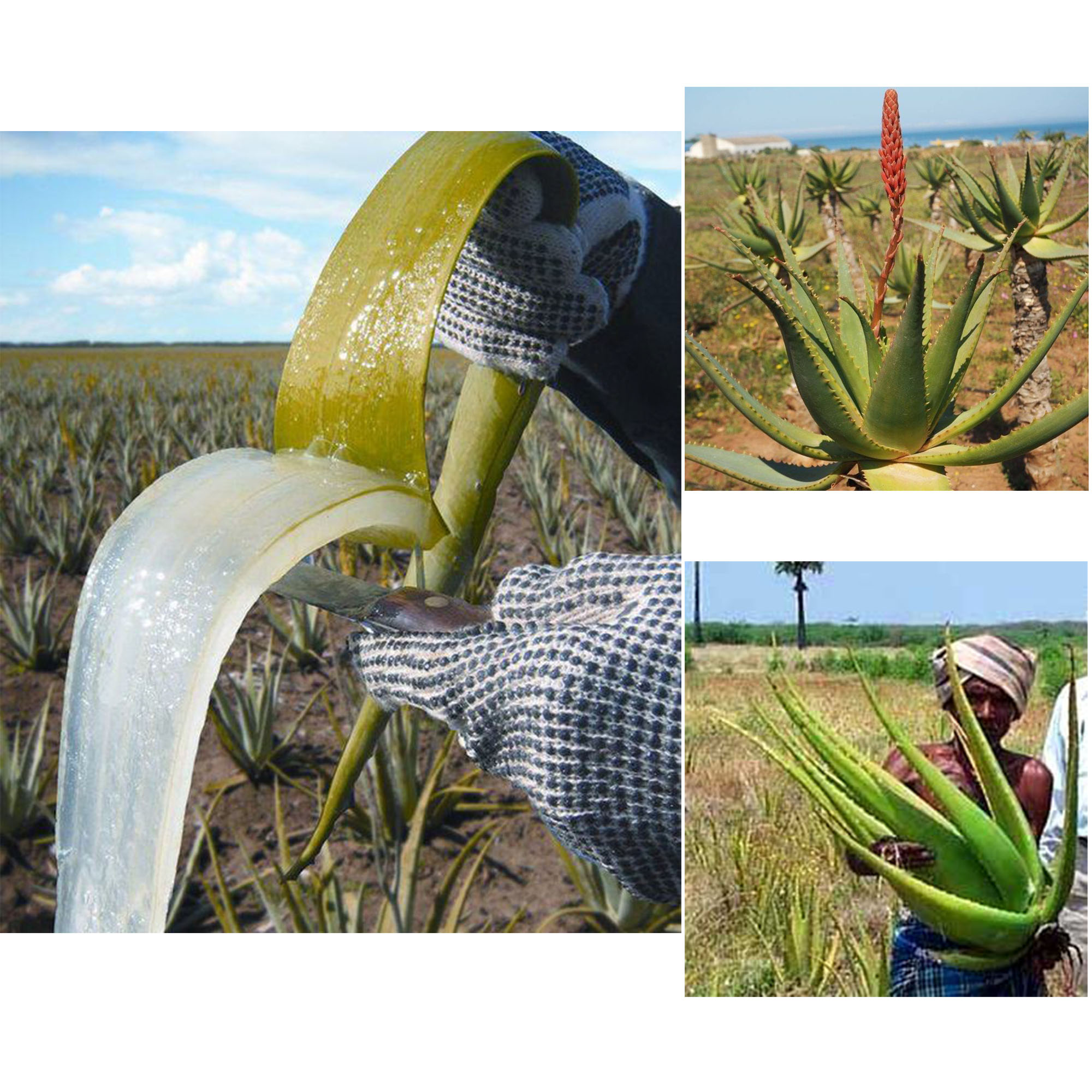 Горячее масло с Африканским розмарином и гвоздиками, 110 мл