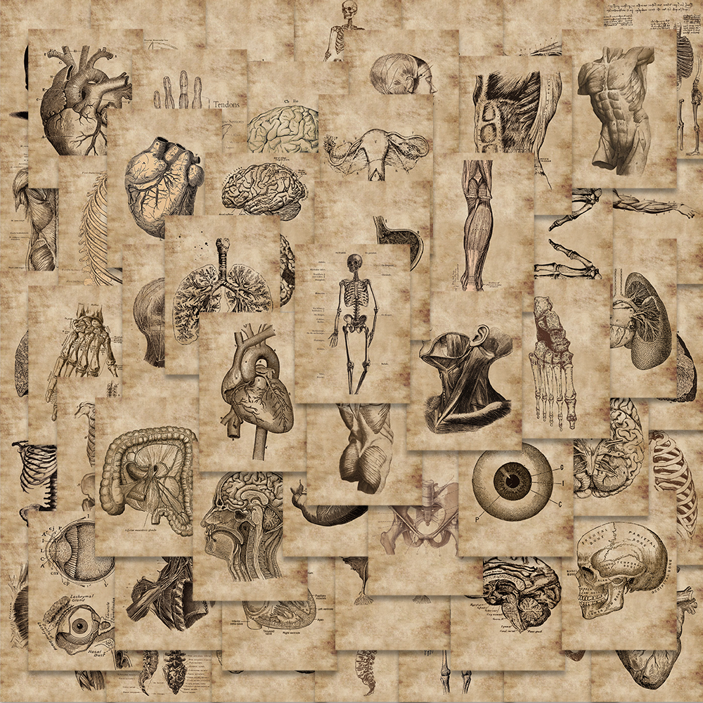 56 Uds. Pegatinas creativas de anatomía humana, fisiología, corazón, cráneo, órganos médicos, pegatinas de grafiti de esqueleto, pegatina para equipaje y portátil