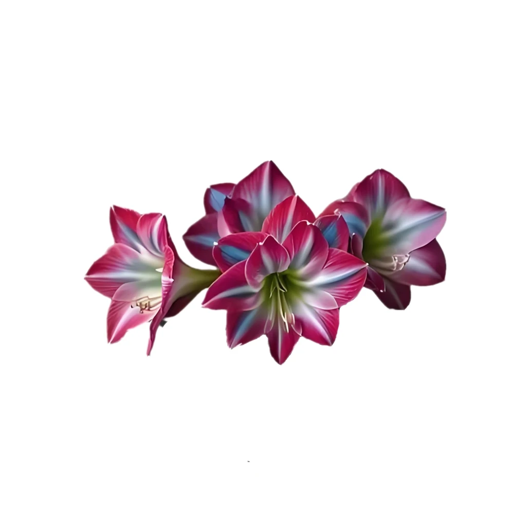 Dance Queen Hippeastrum Rooting Sprouting Double Dreams Amaryllis ดอกไม้หลอดไฟเมล็ดวงเล็บธรรมชาติพืช FIXED CLAMP 2 PCS