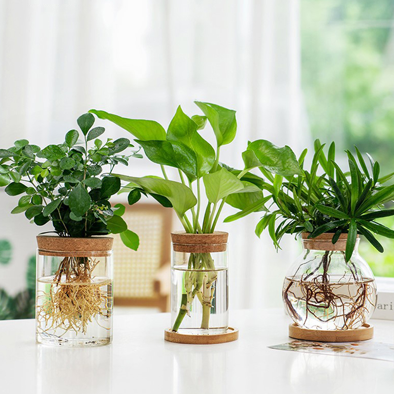 Mini maceta hidropónica, terrario transparente de cristal, florero verde sin suelo para plantas, jardín, sala de estar, decoraciones de mesa para el hogar