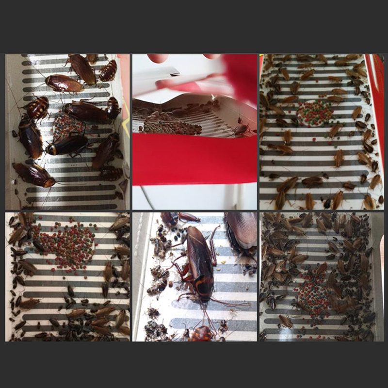 5PCS Catcher Capture Device Killing Roach House Super Sticky Traps Stickers