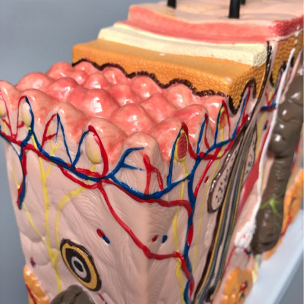 50X 35X Human Skin and Hair Structure Enlarge Model Skin Layer Structure Model Skin Structure Anatomy Cosmetic Training Tools